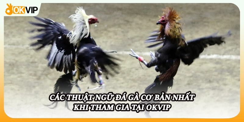 Các thuật ngữ đá gà cơ bản nhất khi tham gia tại OKVIP