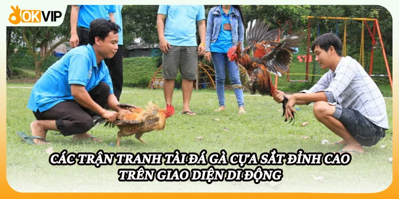 Các trận tranh tài đá gà cựa sắt đỉnh cao trên giao diện di động