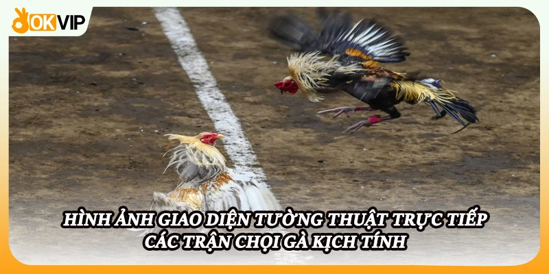 Hình ảnh giao diện tường thuật trực tiếp các trận chọi gà kịch tính